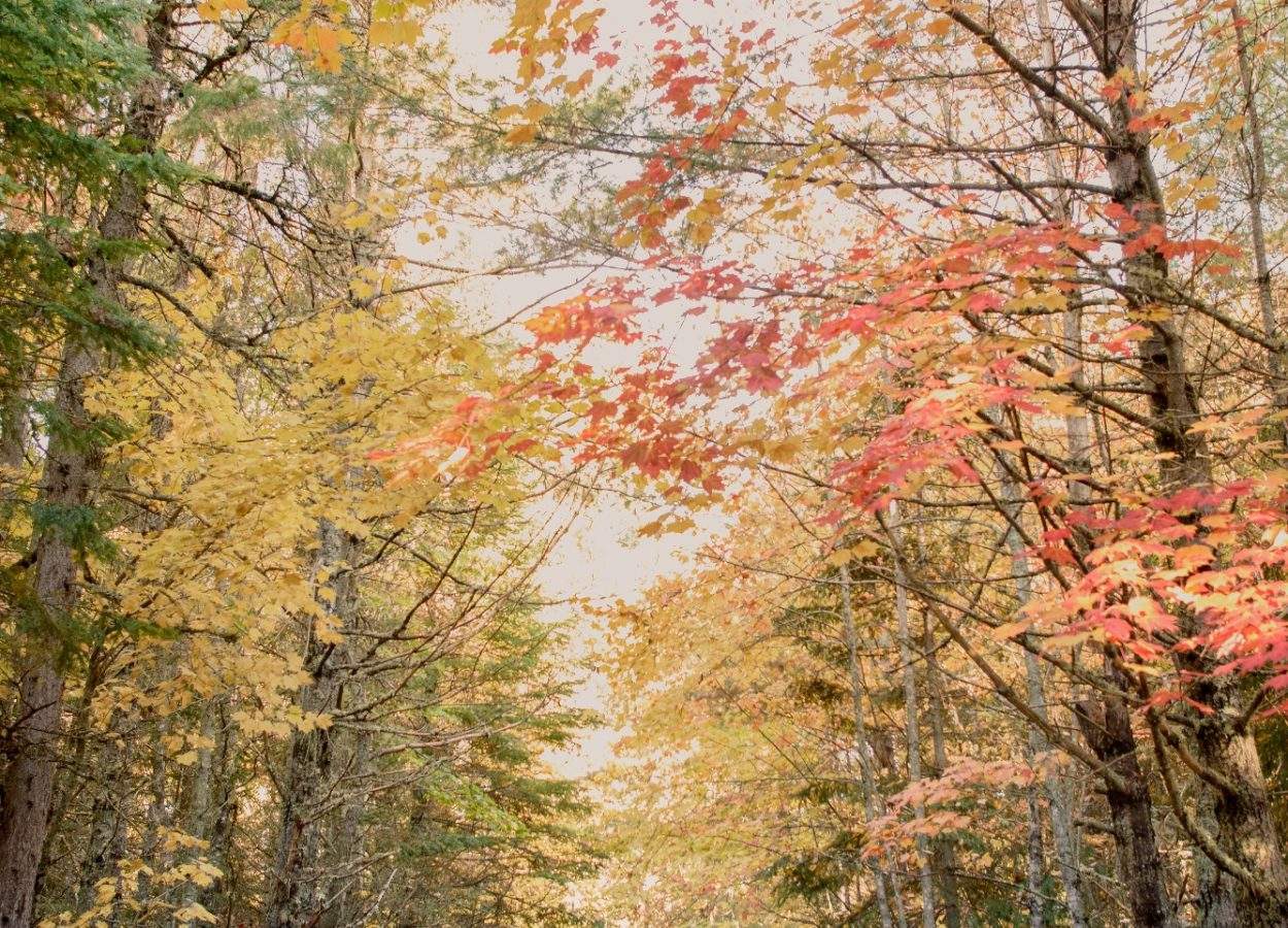 Embrace the Beauty of Fall: Top October Activities in Kouchibouguac
